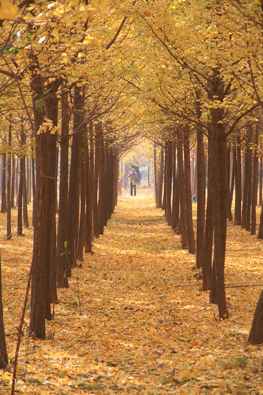 银杏 052_副本.jpg