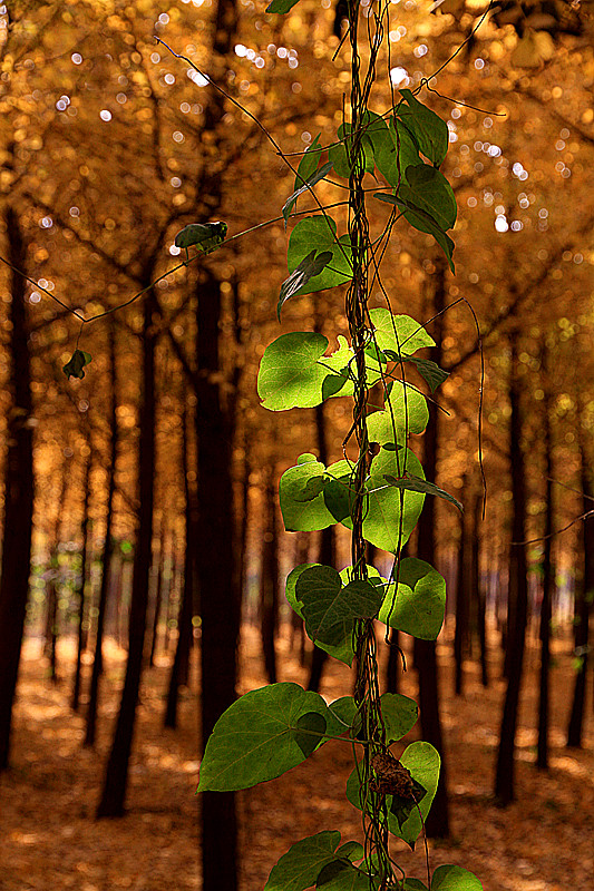 银杏 057_副本.jpg