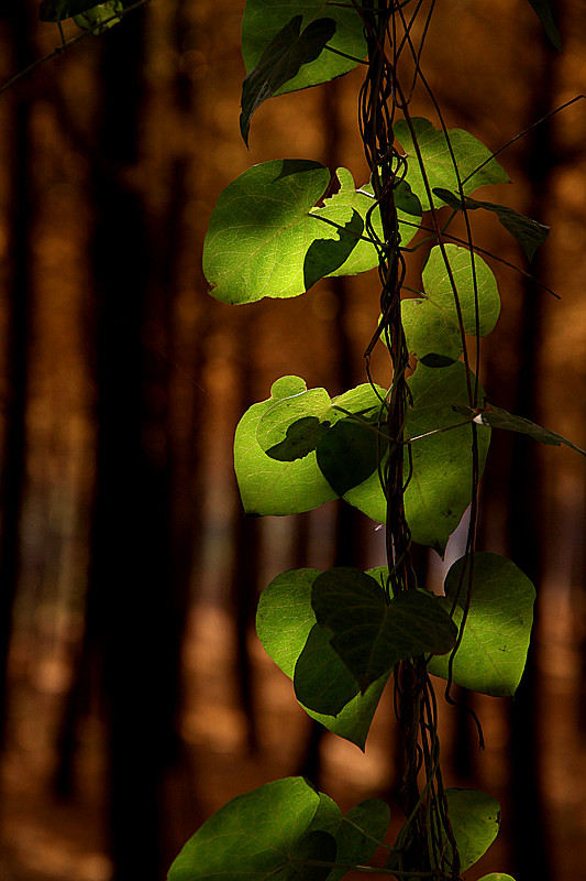 银杏 058_副本.jpg