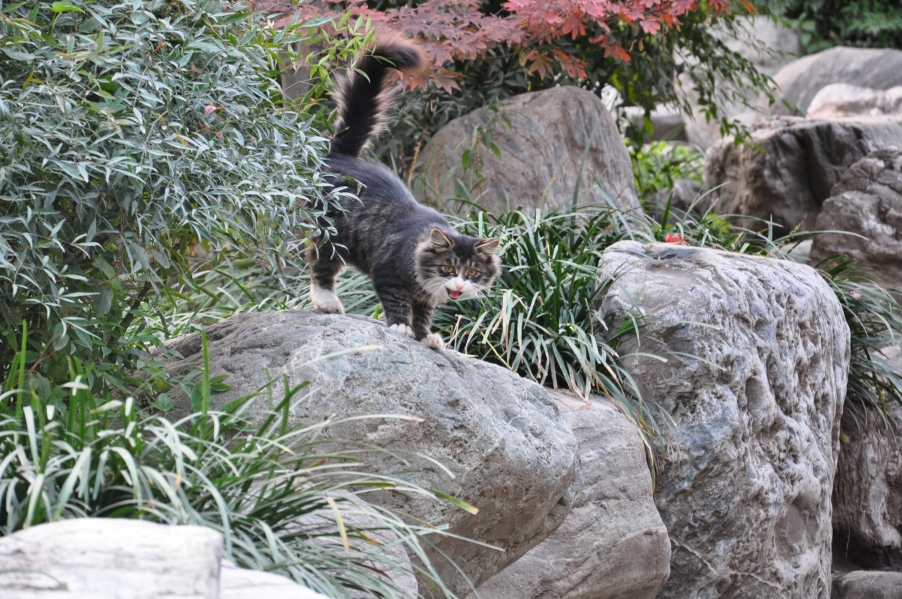 在环城公园拍摄的野猫