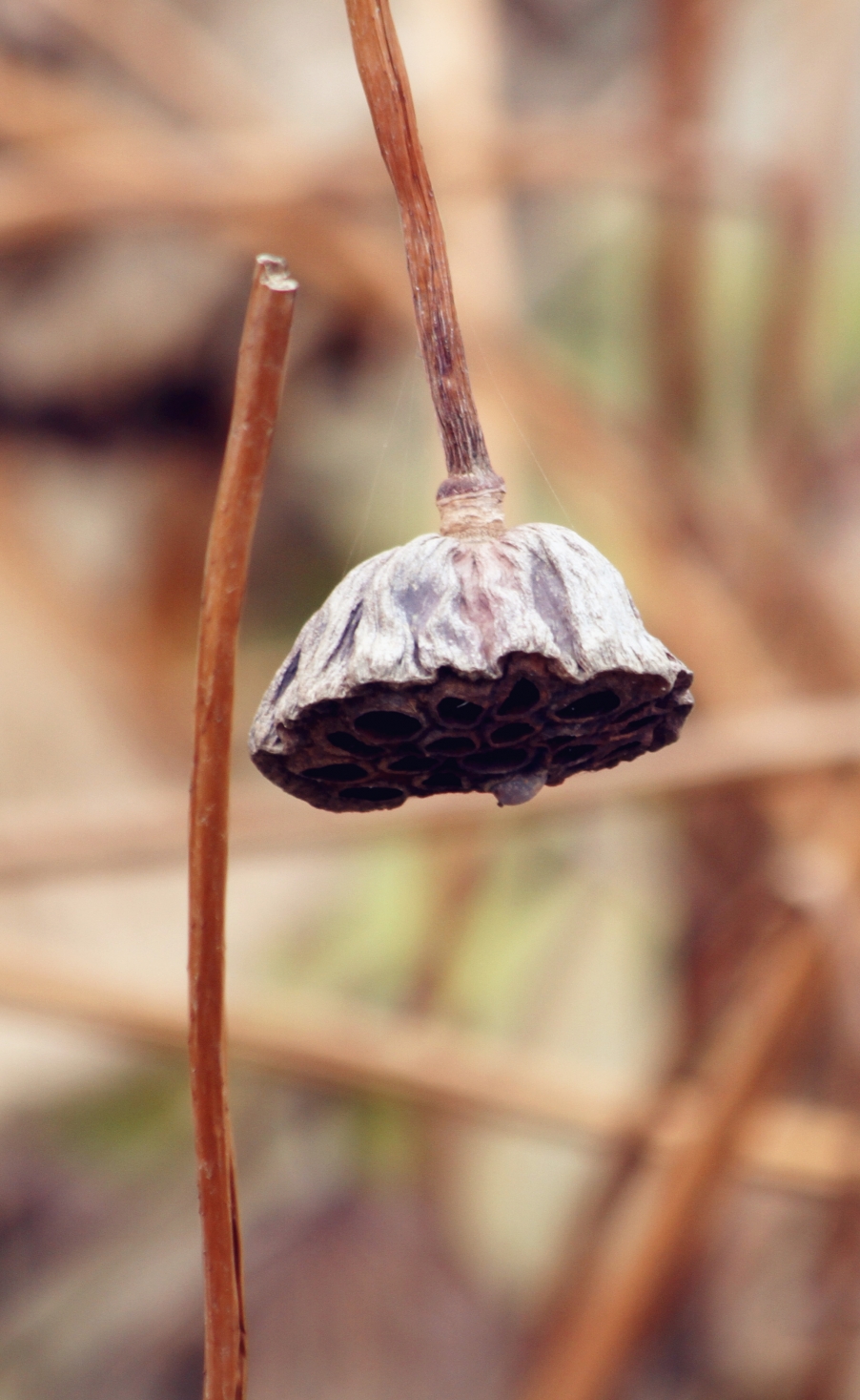 蛐蛐 020_副本.jpg