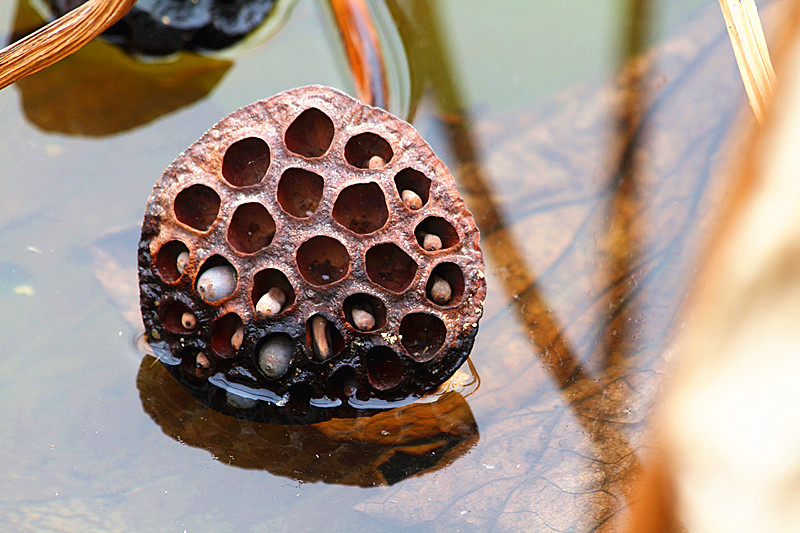 蛐蛐 037_副本.jpg