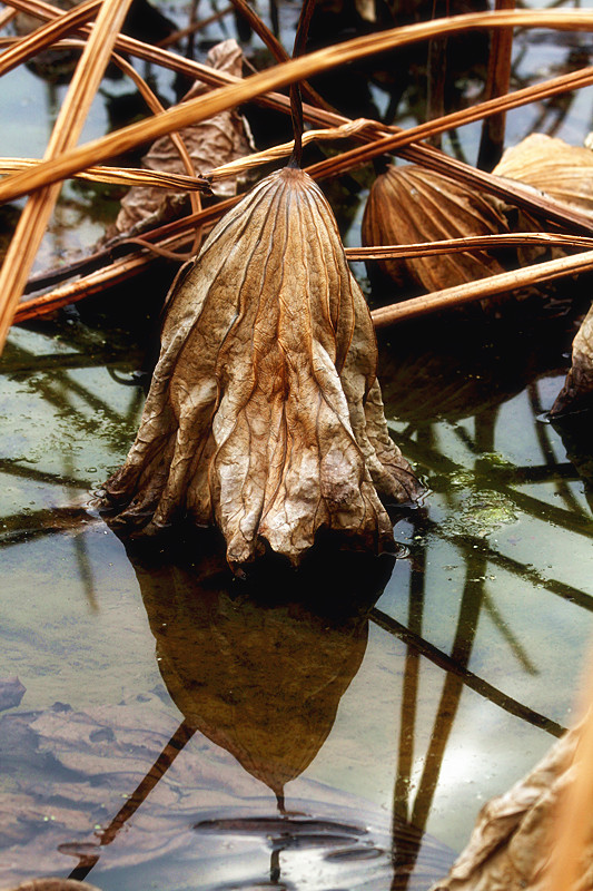 蛐蛐 048_副本.jpg