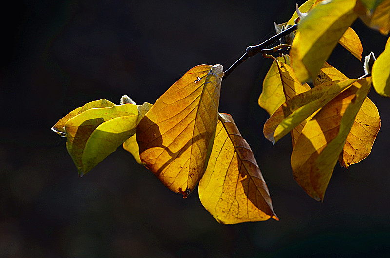 照片 077_副本.jpg