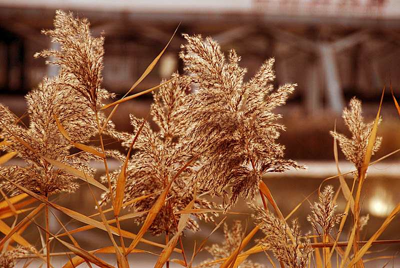 世园芦苇 (5).jpg