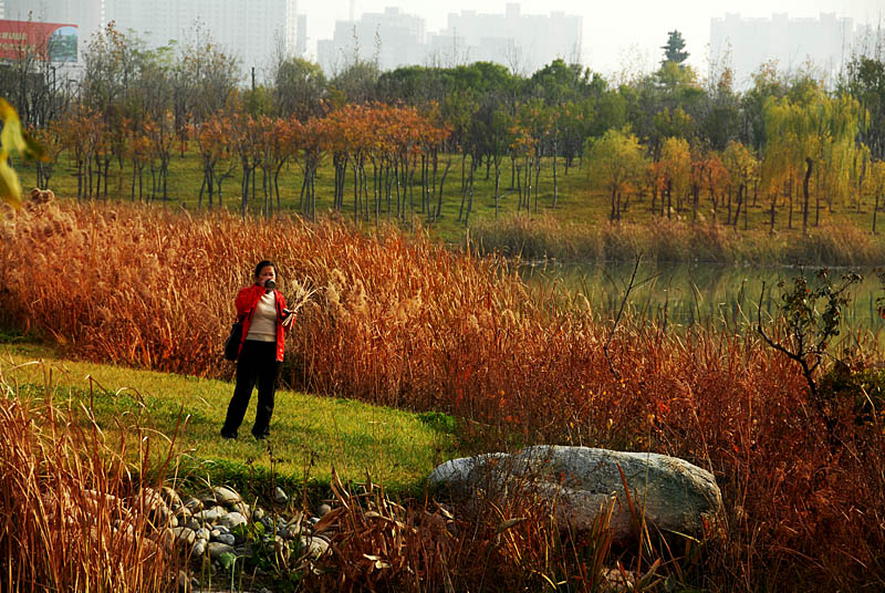 世园芦苇 (8).jpg