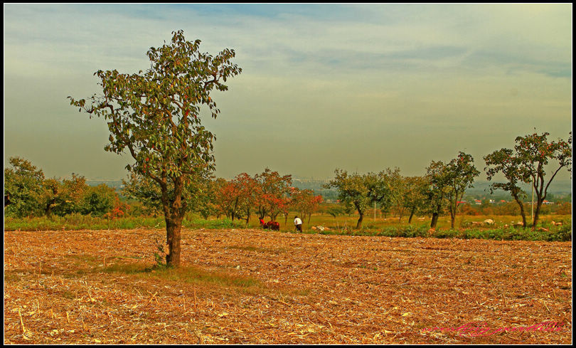 云淡冷天色，地暖印象秋。