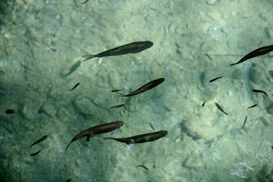 湖北郧西五龙河 133.JPG