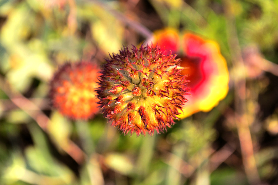 DSC_0814.JPG