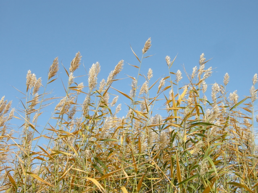 DSCN9153.JPG