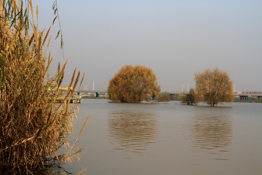 浐灞秋景 372.jpg