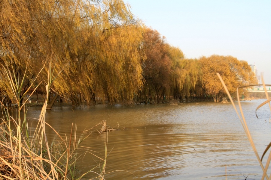 浐灞秋景 300.jpg