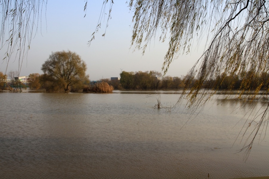 浐灞秋景 329.jpg