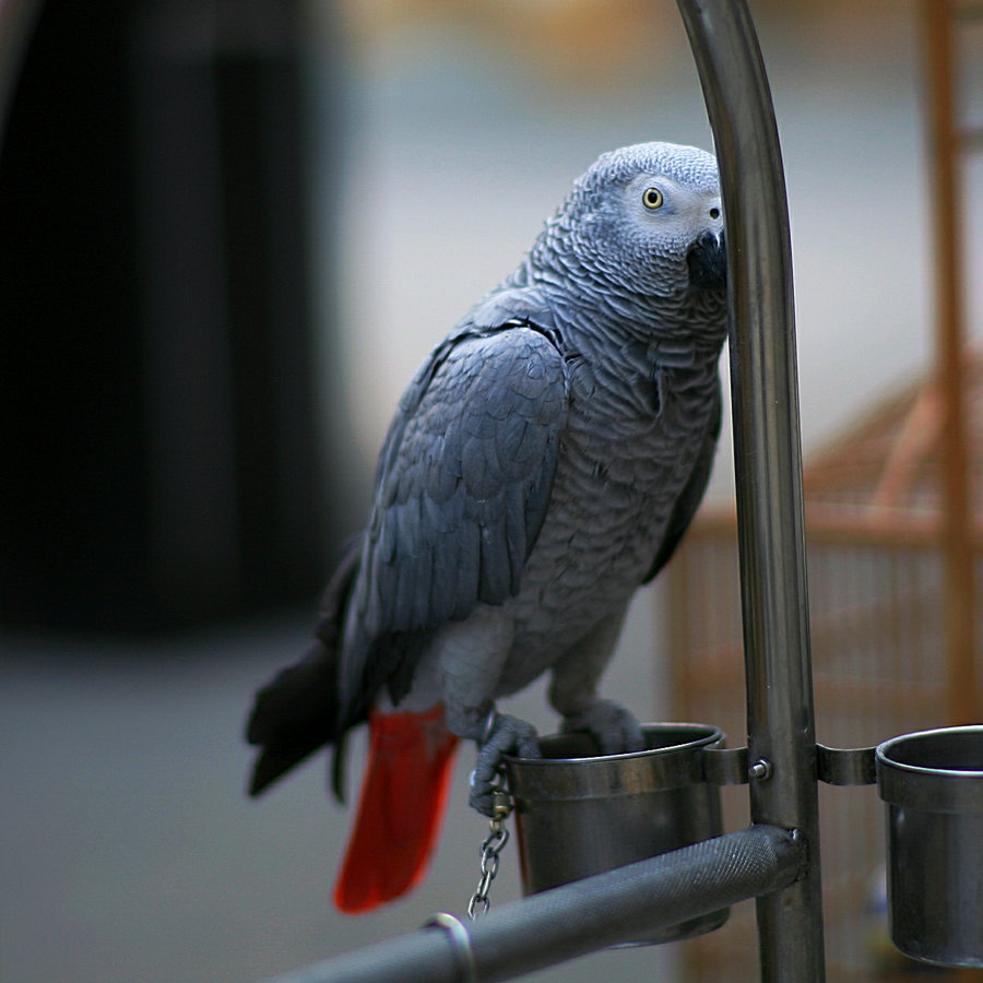 IMG_9385.jpg