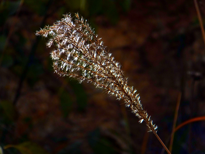 DSCF8779_副本 - 复制.jpg