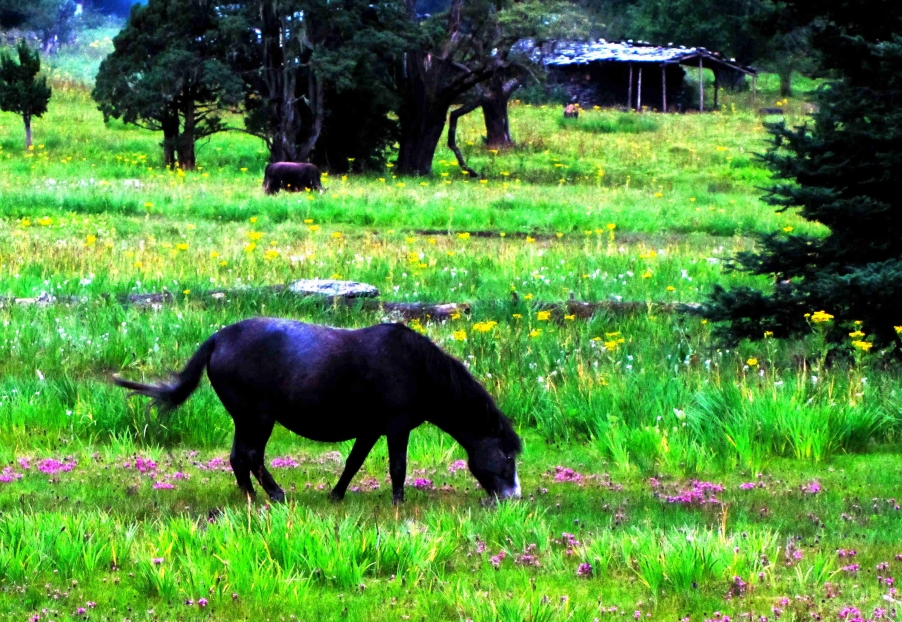 西藏之旅 165.jpg