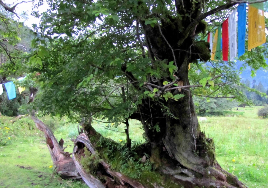 西藏之旅 178.jpg