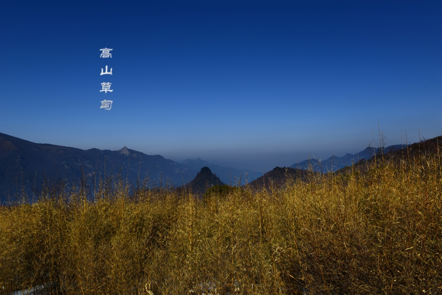 高山草甸 011.jpg