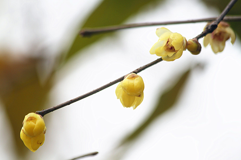 腊梅 017_副本.jpg