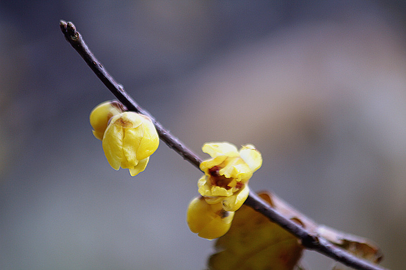 腊梅 026_副本.jpg