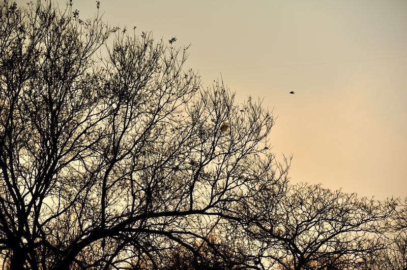 HOU_2624.jpg