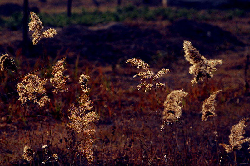 腊梅 051_副本.jpg