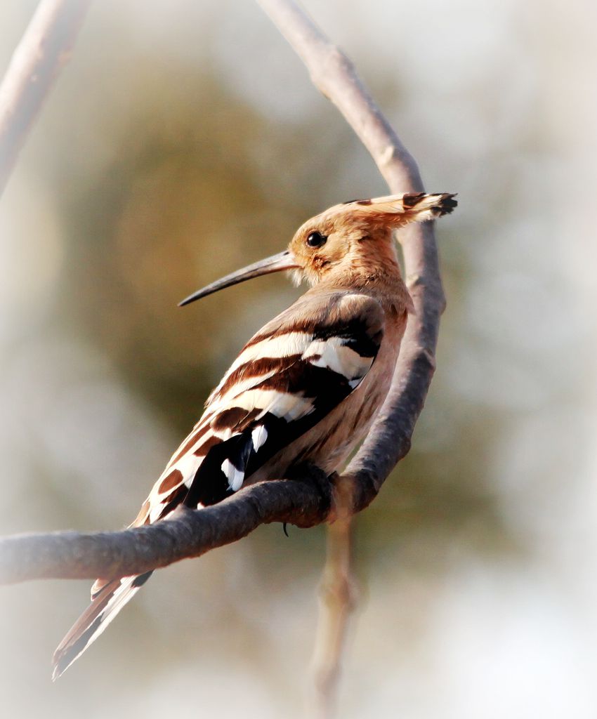 苍鹭 418A_副本.jpg