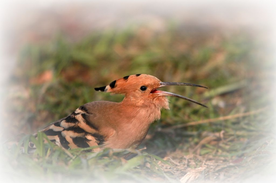 苍鹭 473A1_副本.jpg