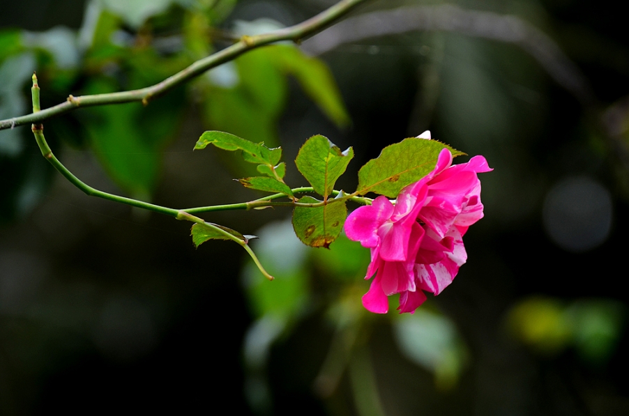 DSC_1570.jpg