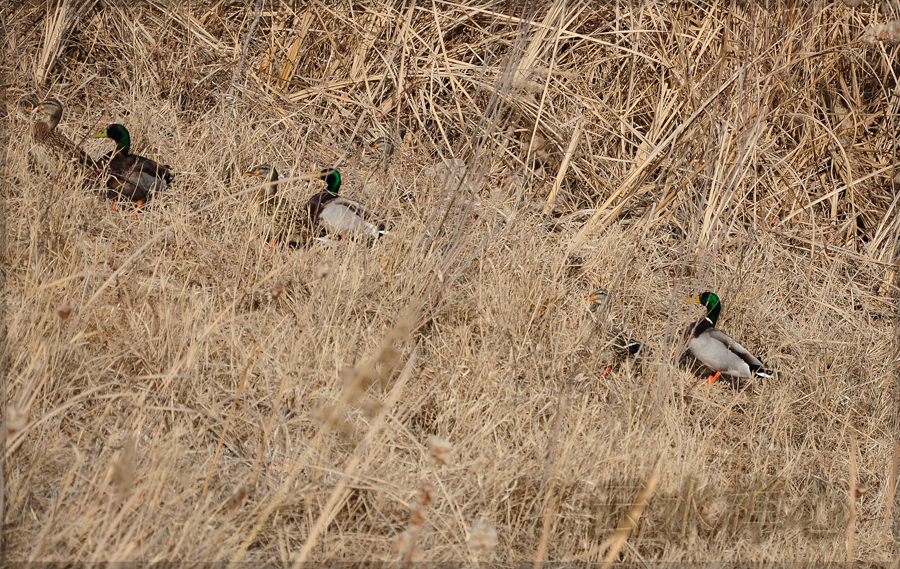 DSC_0217.JPG