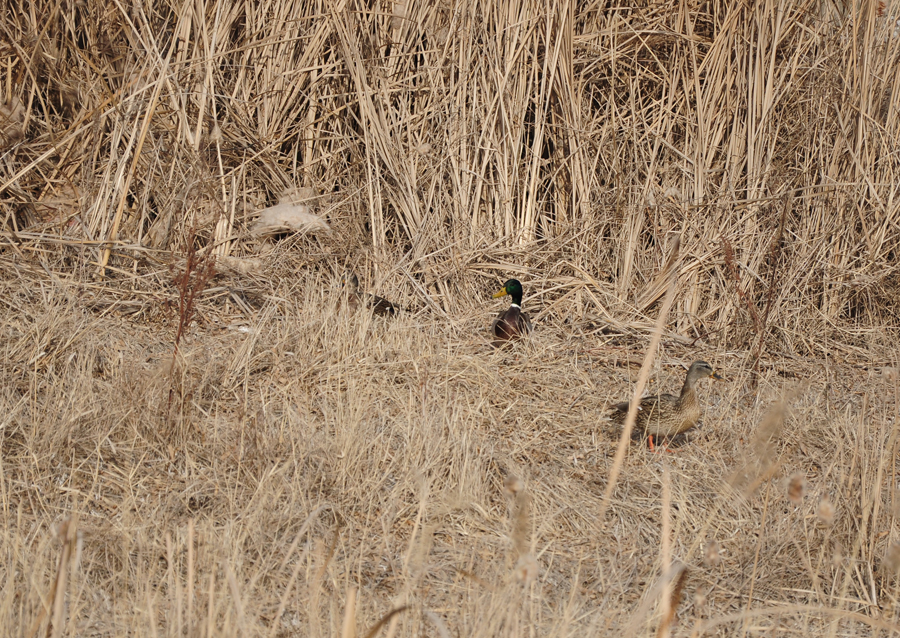 DSC_0218.JPG
