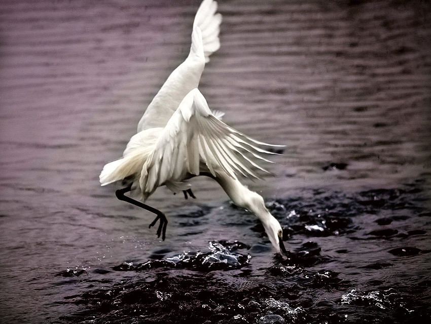 2013元月二四日 307A_副本.jpg