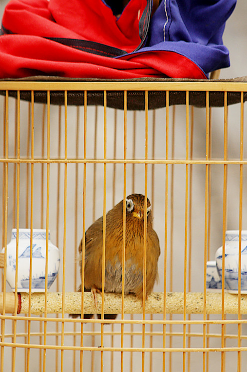 养鸟人 008_副本.jpg