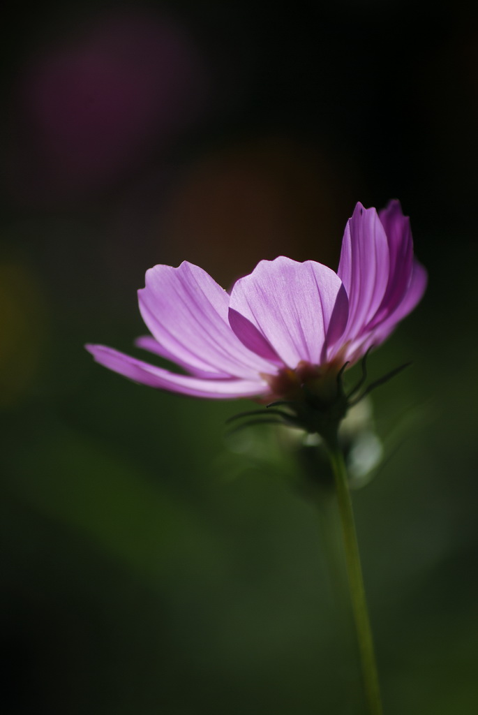 DSC_6822.jpg