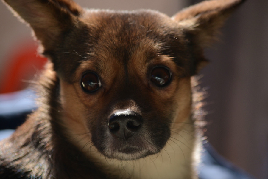 DSC_00526 (48)_副本.jpg