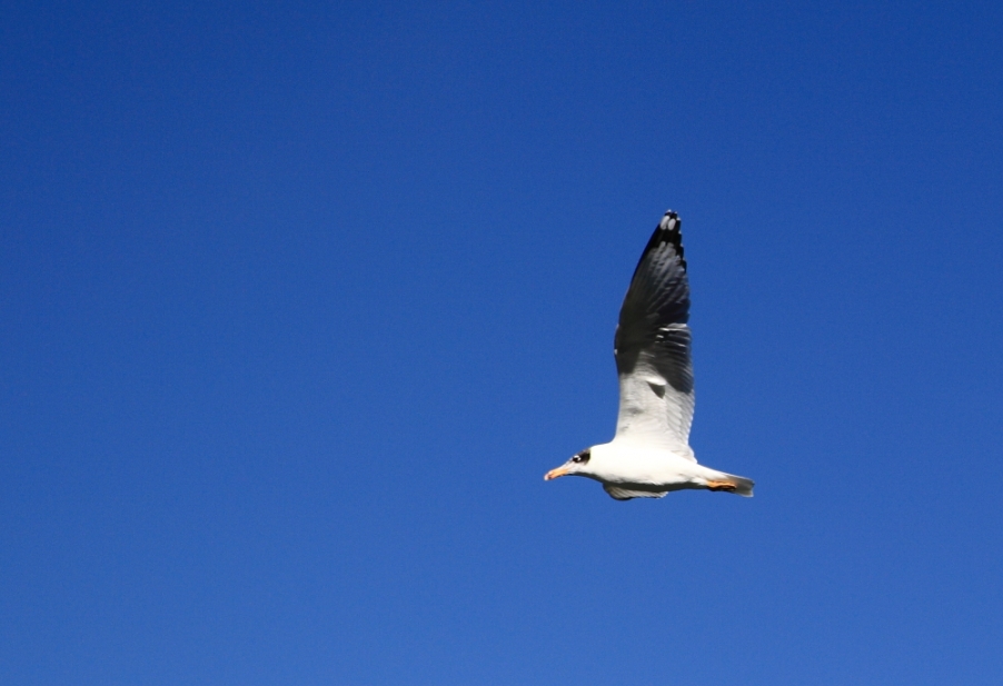 _MG_6036.JPG