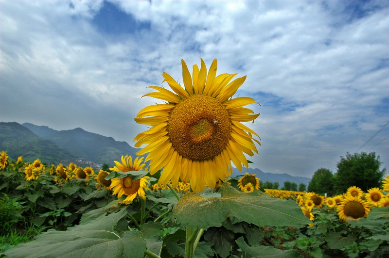 《领唱者》拍摄地点：周至 作者：任正华电话：13772532915.jpg