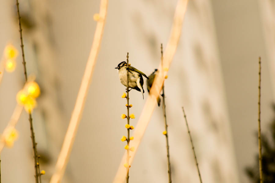 _DSC7645.jpg