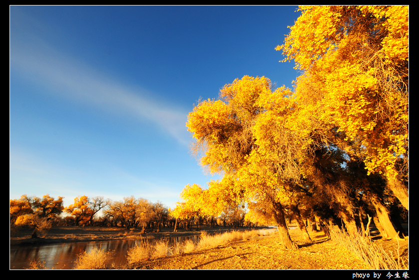 额济纳胡杨林07.jpg