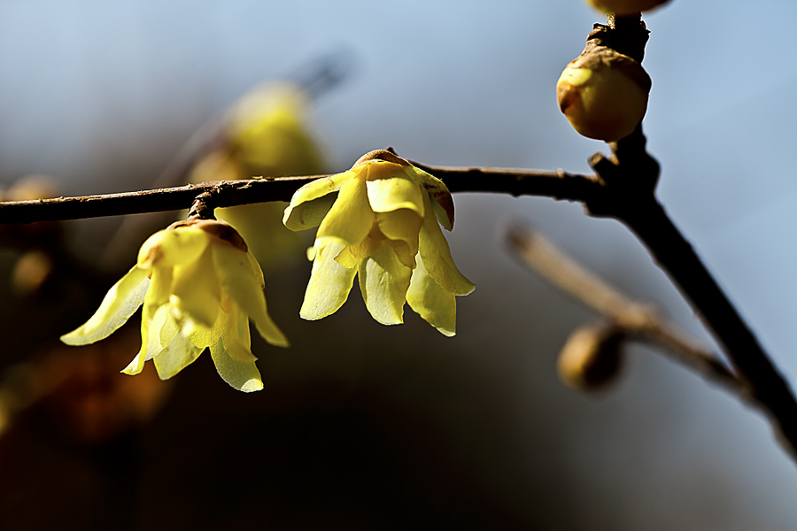 _MG_4807.jpg