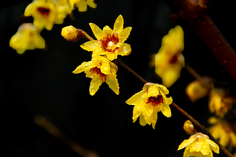 腊梅花 (8).jpg