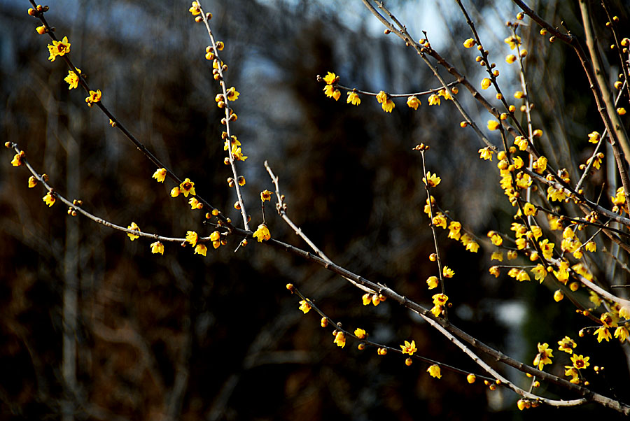 腊梅花 (15).jpg