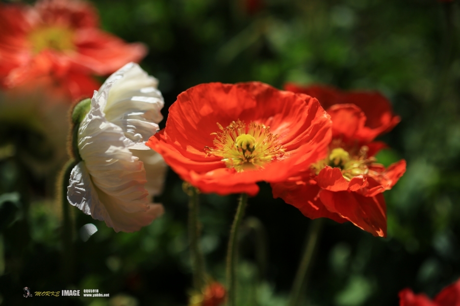 1G8A9467a.jpg