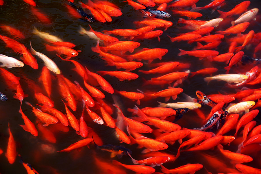 红锦满塘 (3).jpg