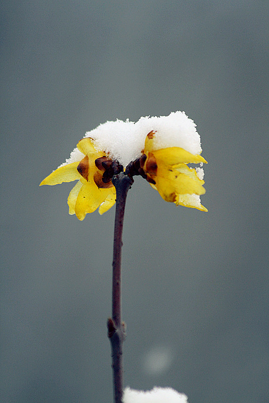 雪中腊梅 053_副本.jpg