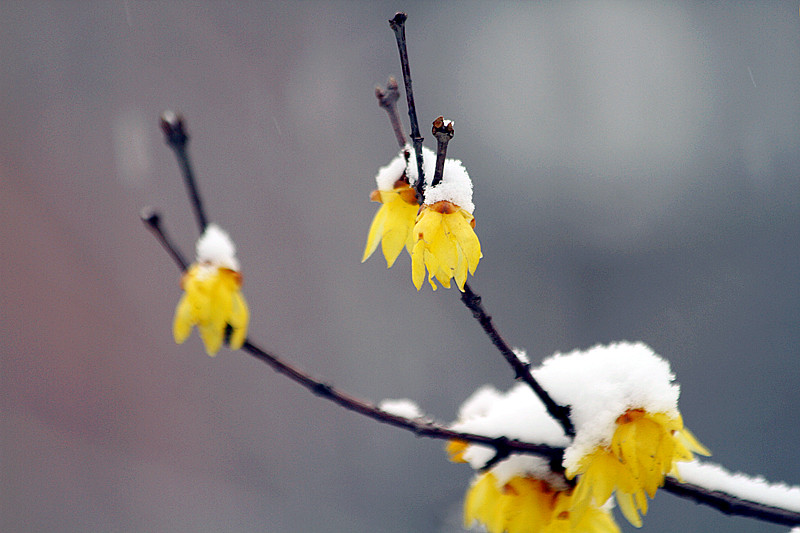 雪中腊梅 056_副本.jpg