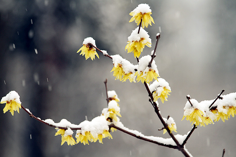 雪中腊梅 066_副本.jpg