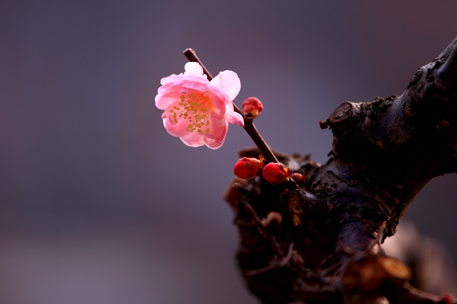 植物园梅花1.JPG
