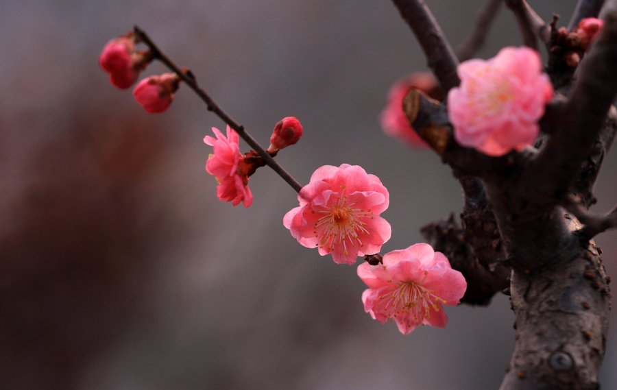 植物园梅花3.JPG