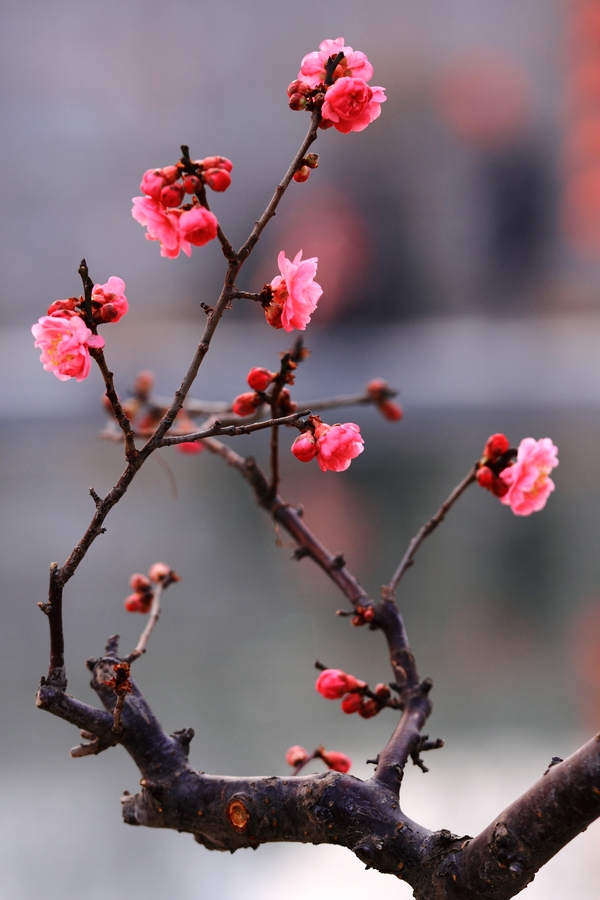 植物园梅花8.JPG
